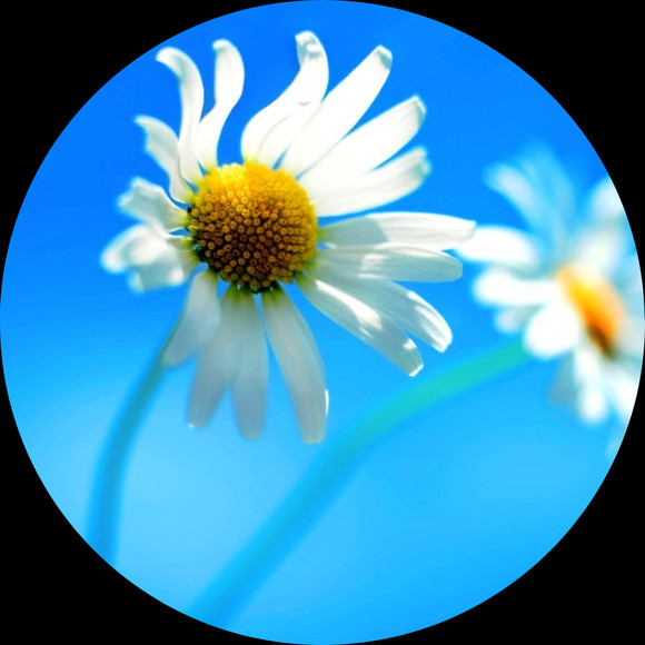 brightdaisies